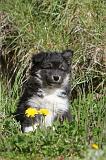 CHIEN FINNOIS DE LAPONIE 036